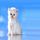 Gatitos 3